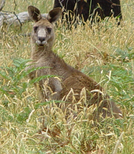 Eastern Grey 'Roo, Mt. Eccles (Victoria, Australia)