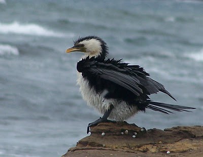 Australian Little Pied Cormorant, aka a shag on a rock. One imagines it can get rough and lonely out at sea.