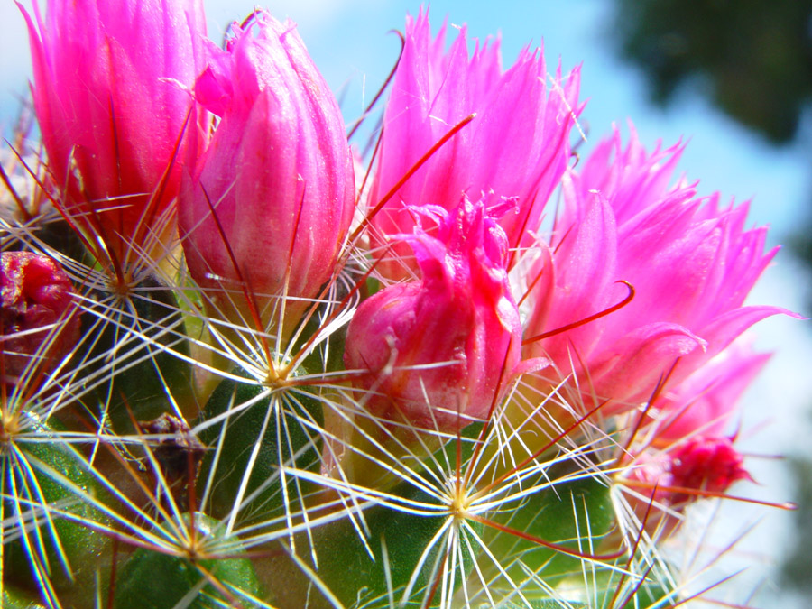Cactus-blooms
