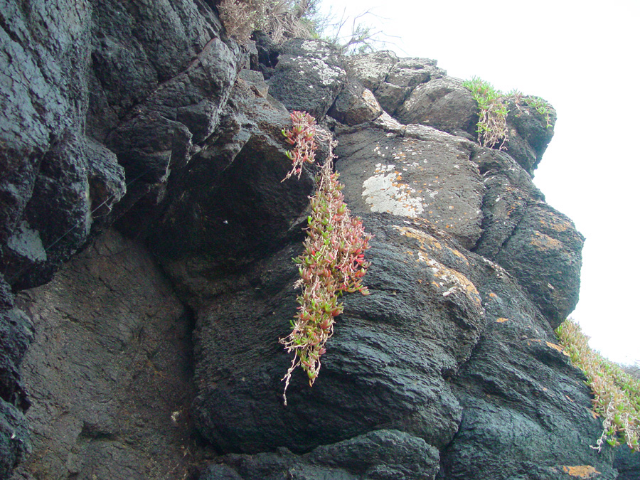 ice-plant-on-cliff-face