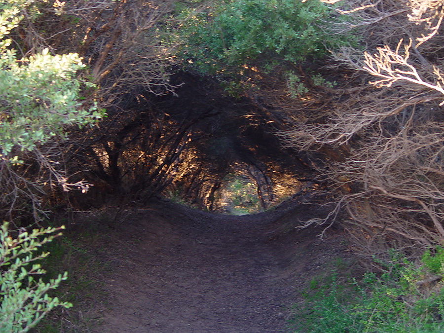 tunnel-of-tea-trees