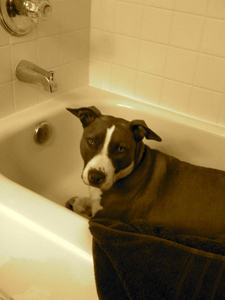 Violet-hiding-in-the-Bath-sepia