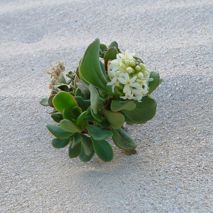 plant-growing-in-sand | Like Telling the Truth